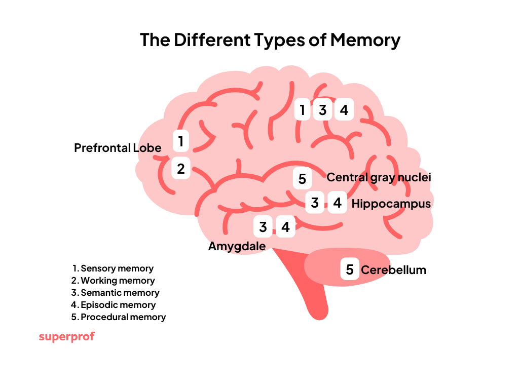 labelled diagram of a brain with the different types of memory for each section