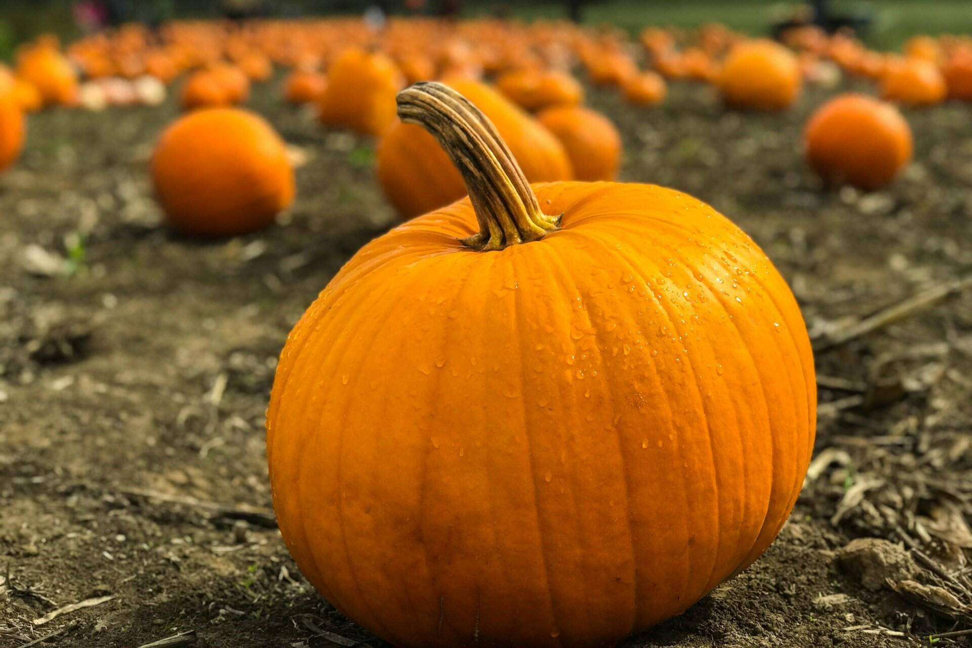 A pumpkin patch.
