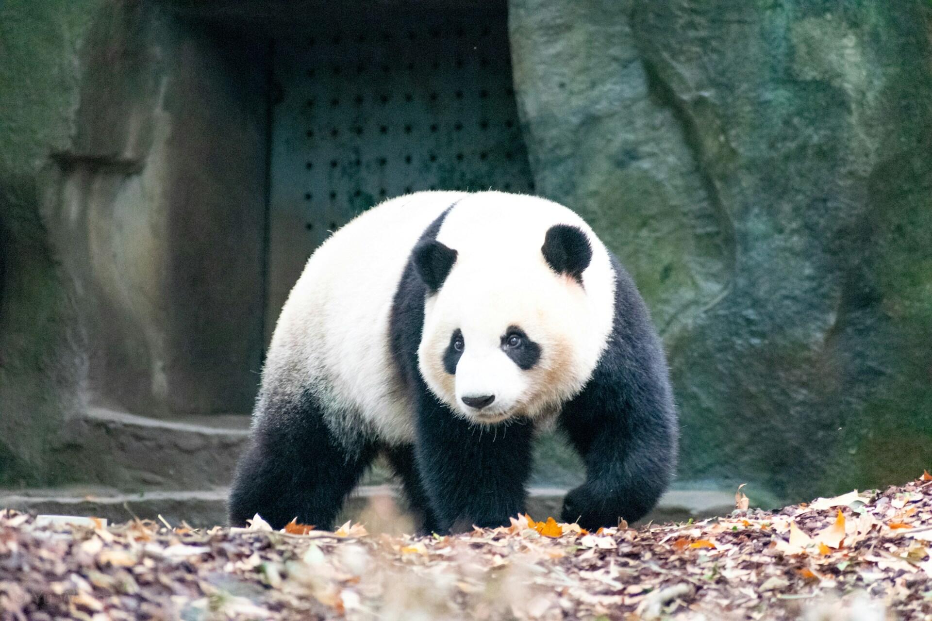 A panda walking in front of a concrete structure.