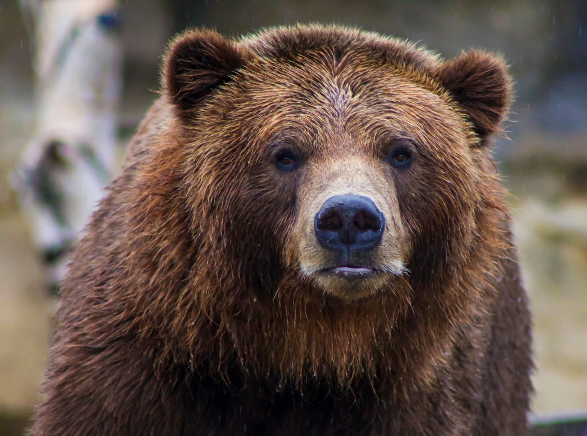 A brown bear.