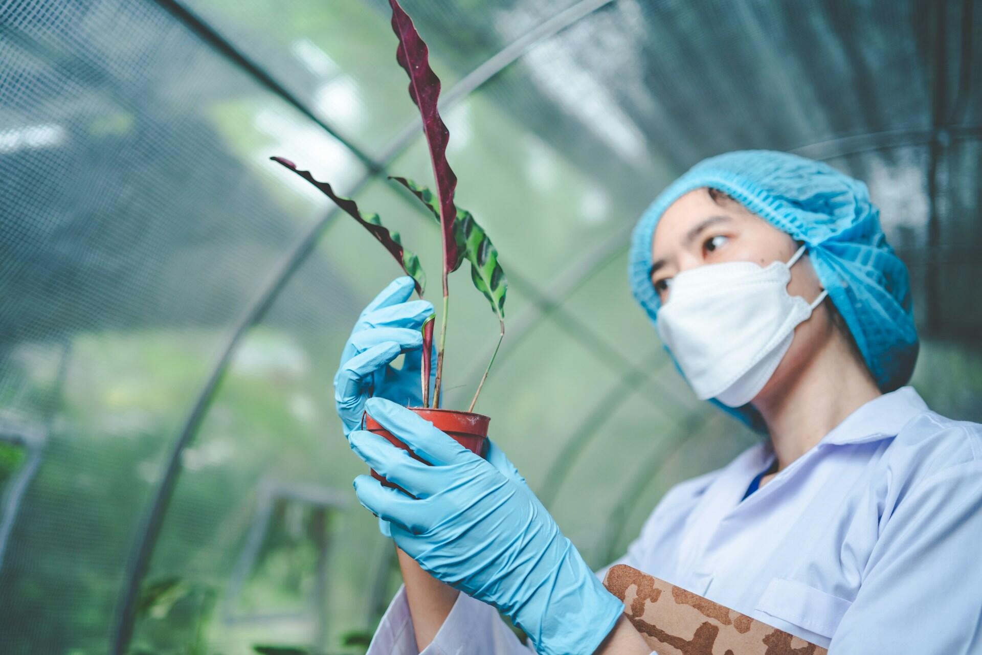 a biologist observing a plant speciment