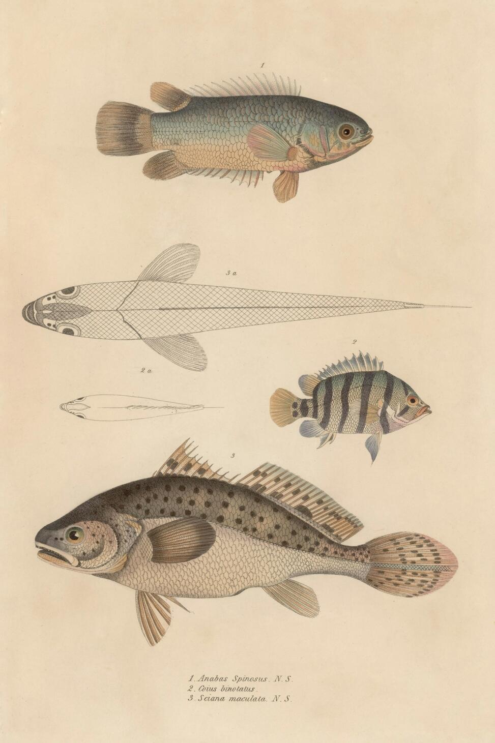 scientific diagram of different fish 