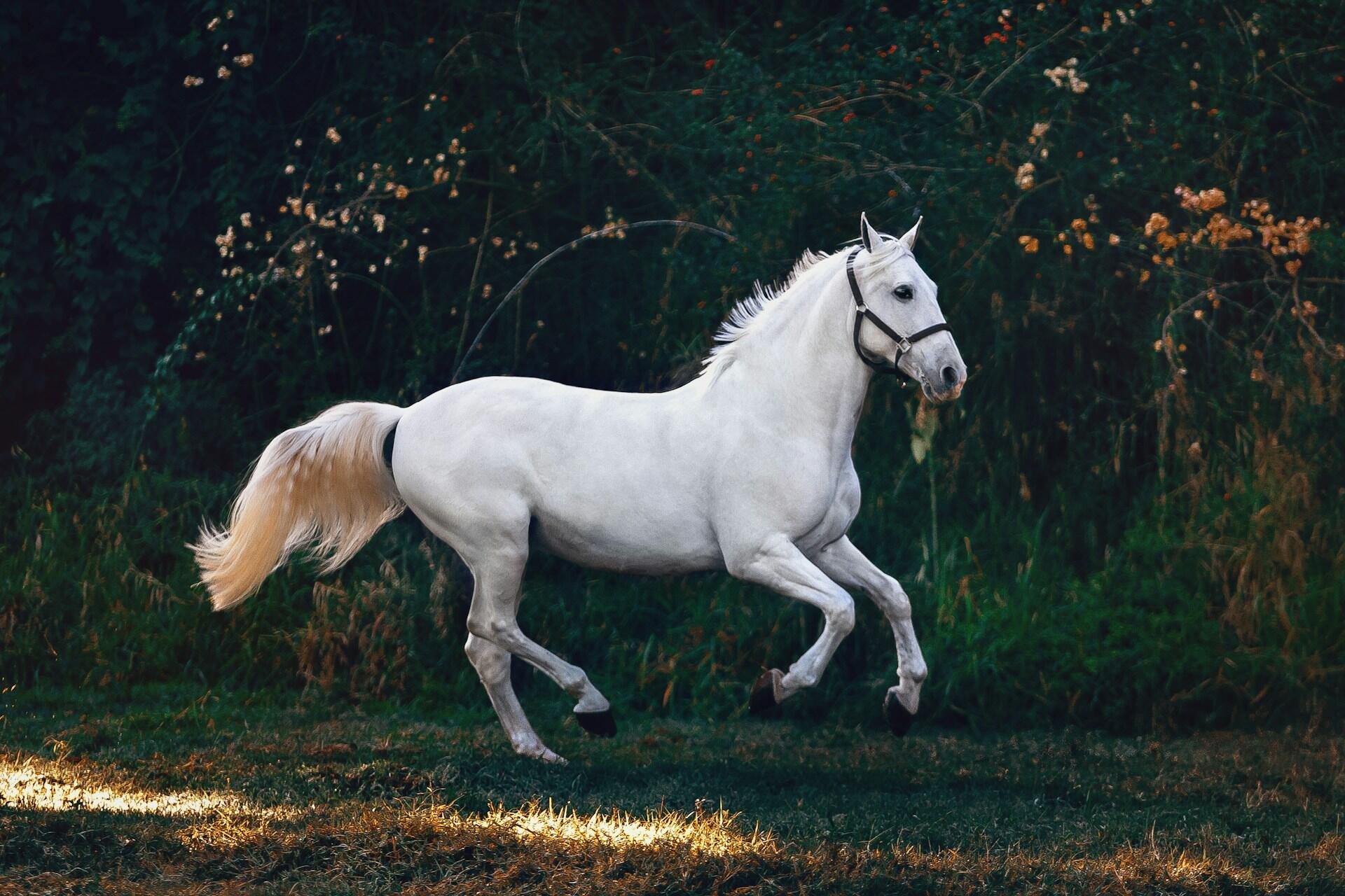 A white horse prancing. 
