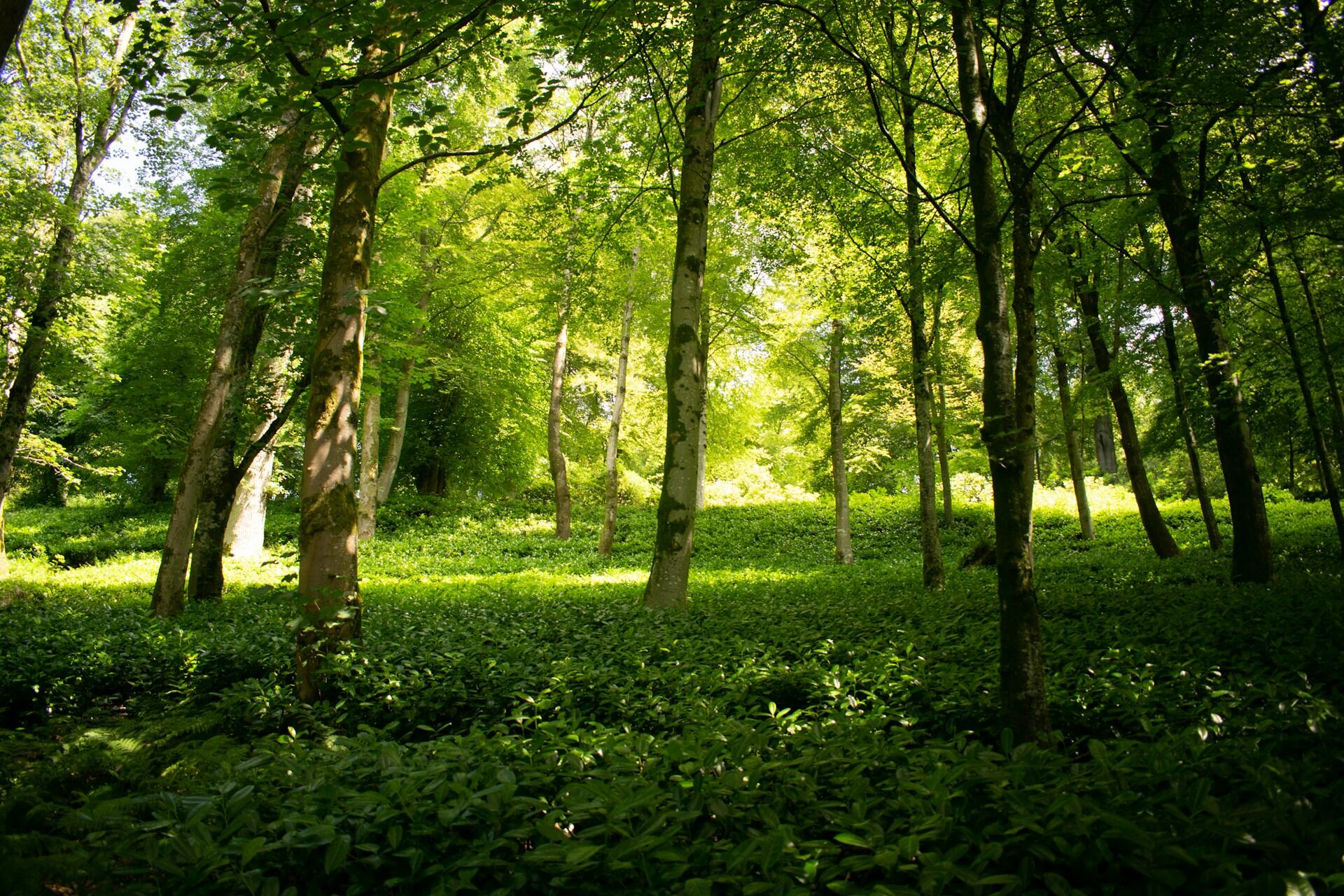 Sunlit forest with lush green foliage and tall trees, creating a serene and vibrant natural landscape.