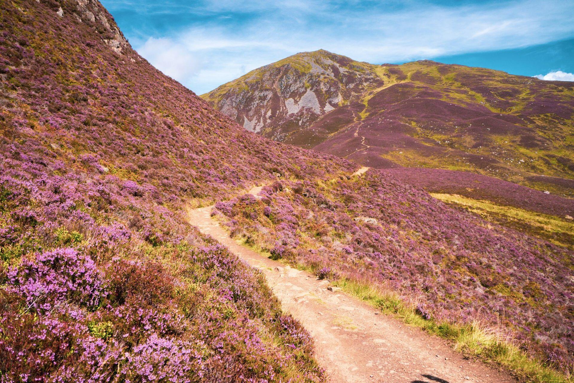 A narrow dirt path winds through vibrant purple heather-covered hills under a bright blue sky, conveying a serene and picturesque mountain scene.