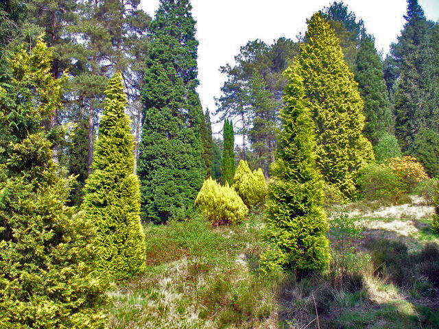 Lush forest scene featuring a variety of vibrant green and yellow coniferous trees amidst a natural landscape.