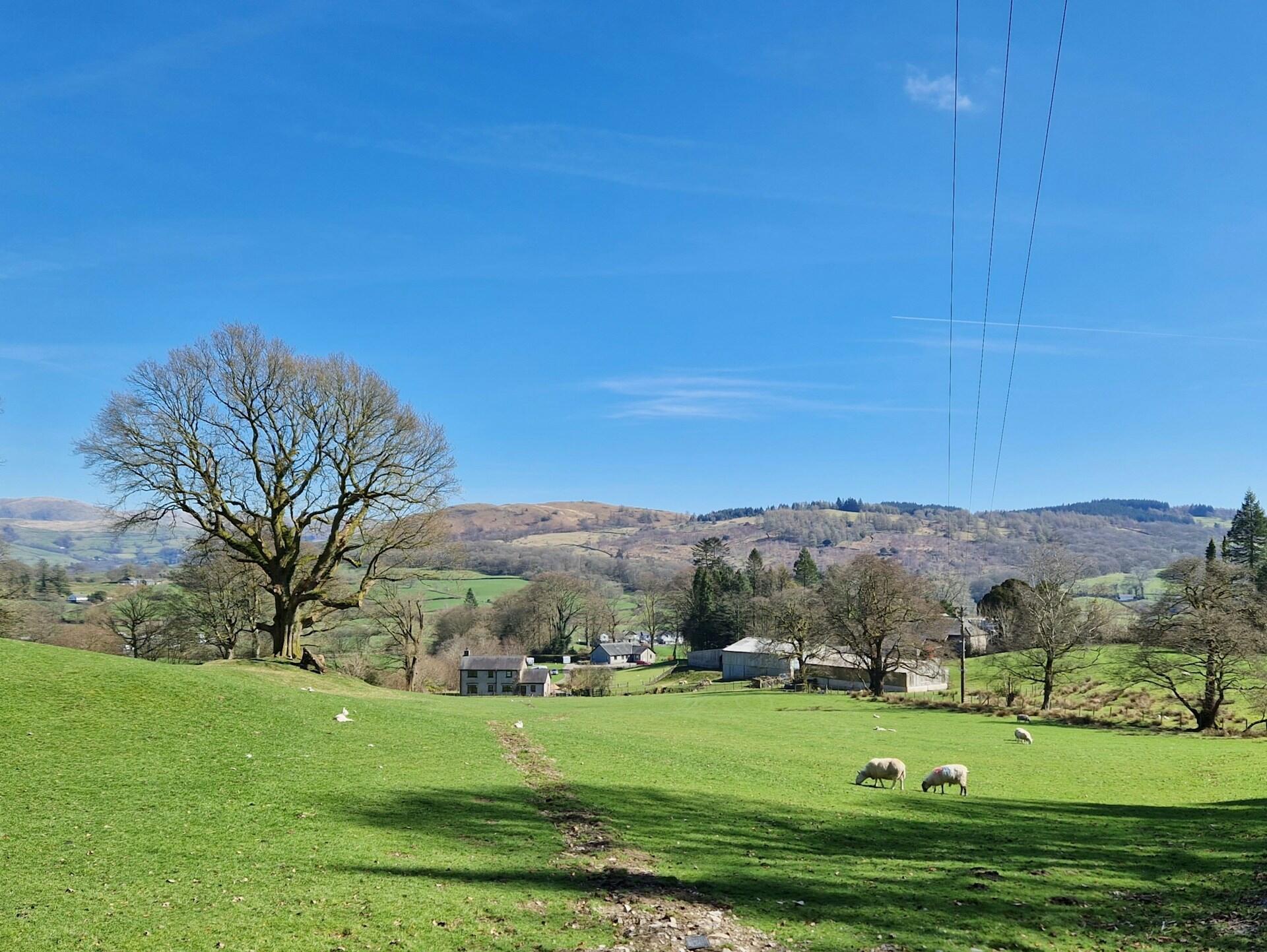 A scenic landscape featuring a large tree, rolling green hills, sheep grazing, and a clear blue sky. Power lines stretch overhead.