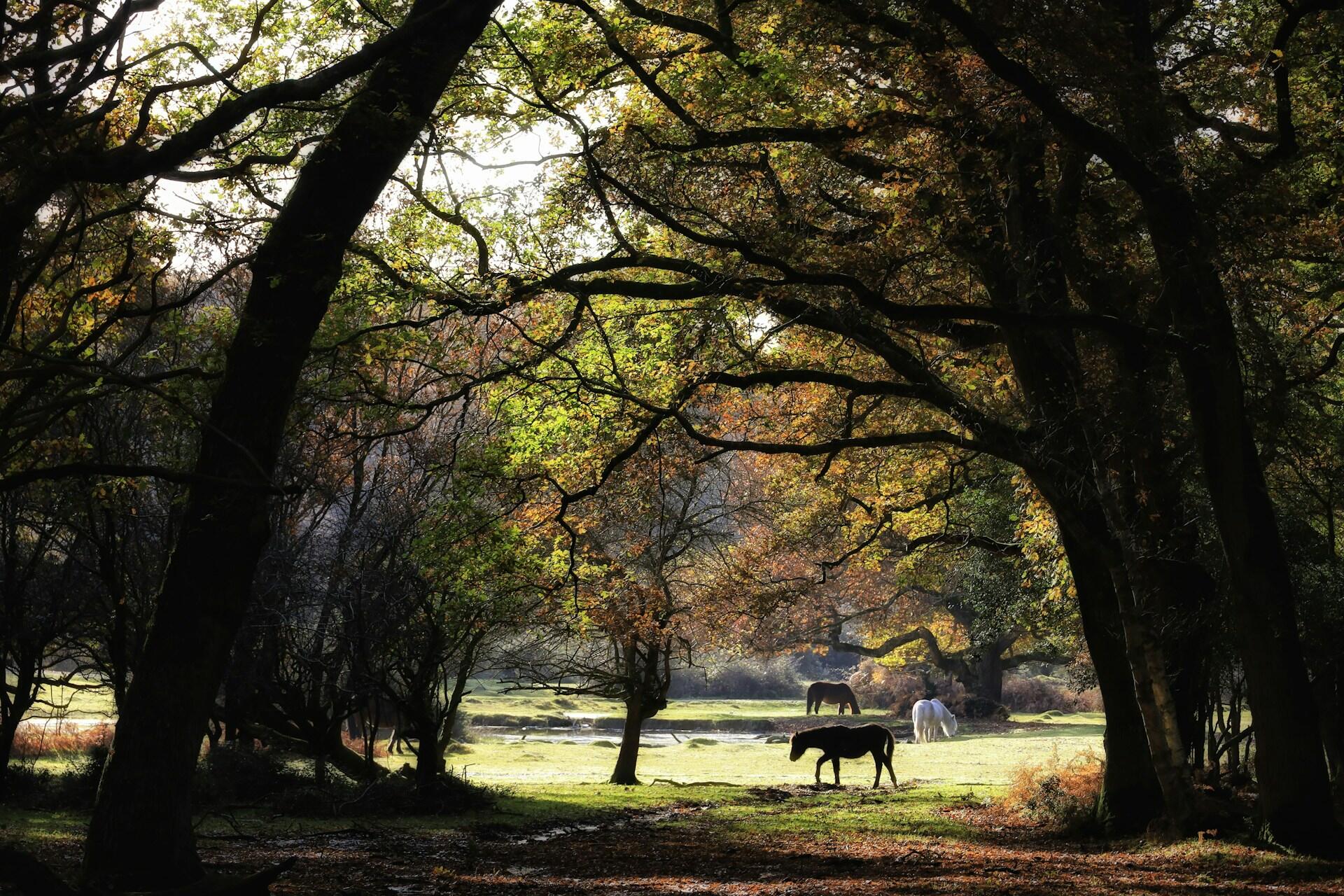 Forest scene with sunlight filtering through lush green and autumn leaves, casting shadows. Horses graze peacefully in the sunlit clearing. 