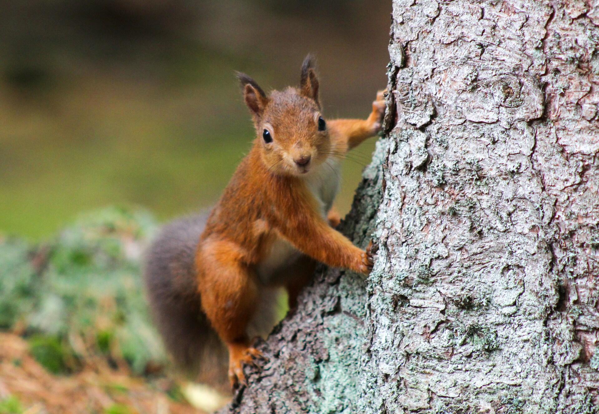 A curious red squirrel climbing a textured tree trunk, looking directly at the camera with alert eyes.