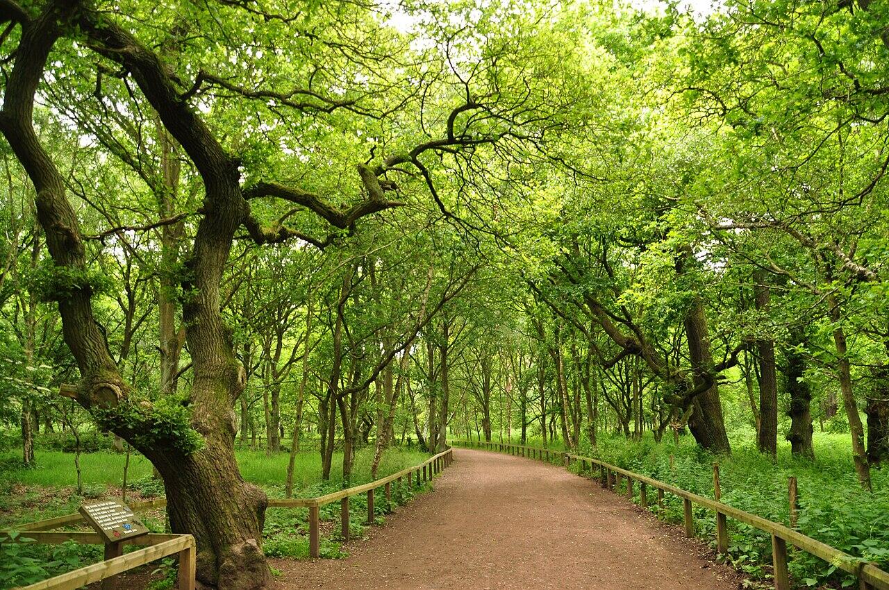 A serene forest path lined with lush green trees and a wooden fence, inviting peaceful strolls through nature.
