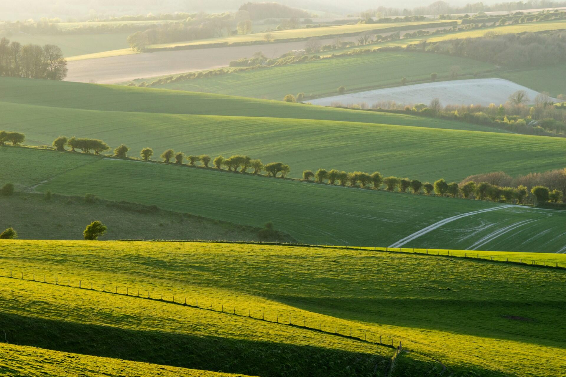 Rolling green hills bathed in soft, golden sunlight, with a line of trees separating the fields. Serene and peaceful, evoking a sense of tranquility.