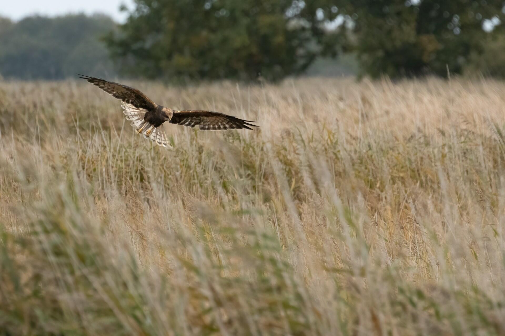 A brown hawk hovers above tall, golden grasses in a field, wings spread wide. The background features blurred green trees. The mood is serene and focused.