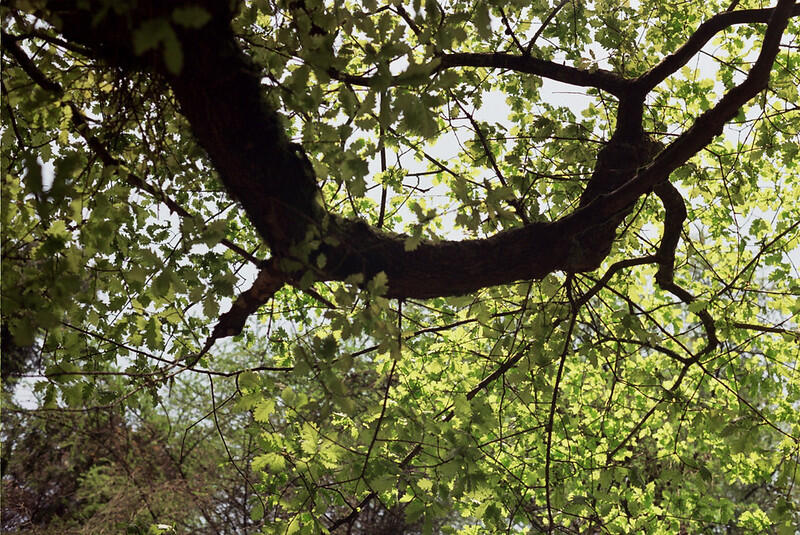 A dense canopy of vibrant green leaves branches out from a dark, twisted tree trunk against a soft, bright sky.