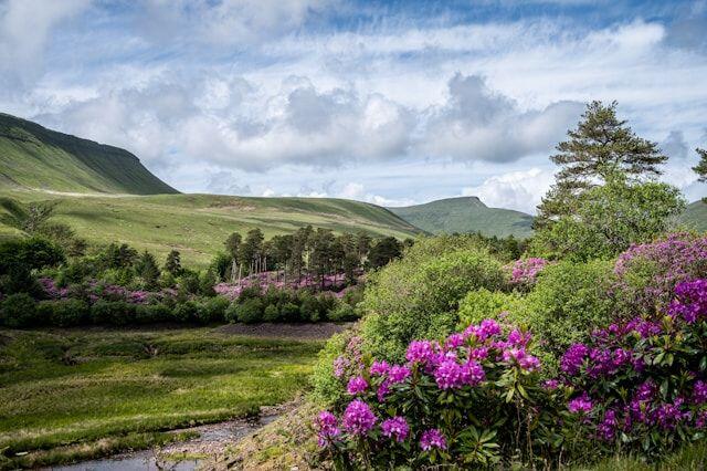 Vibrant landscape of rolling green hills under a blue sky with fluffy clouds, with foreground filled with dense clusters of vivid purple flowers. 