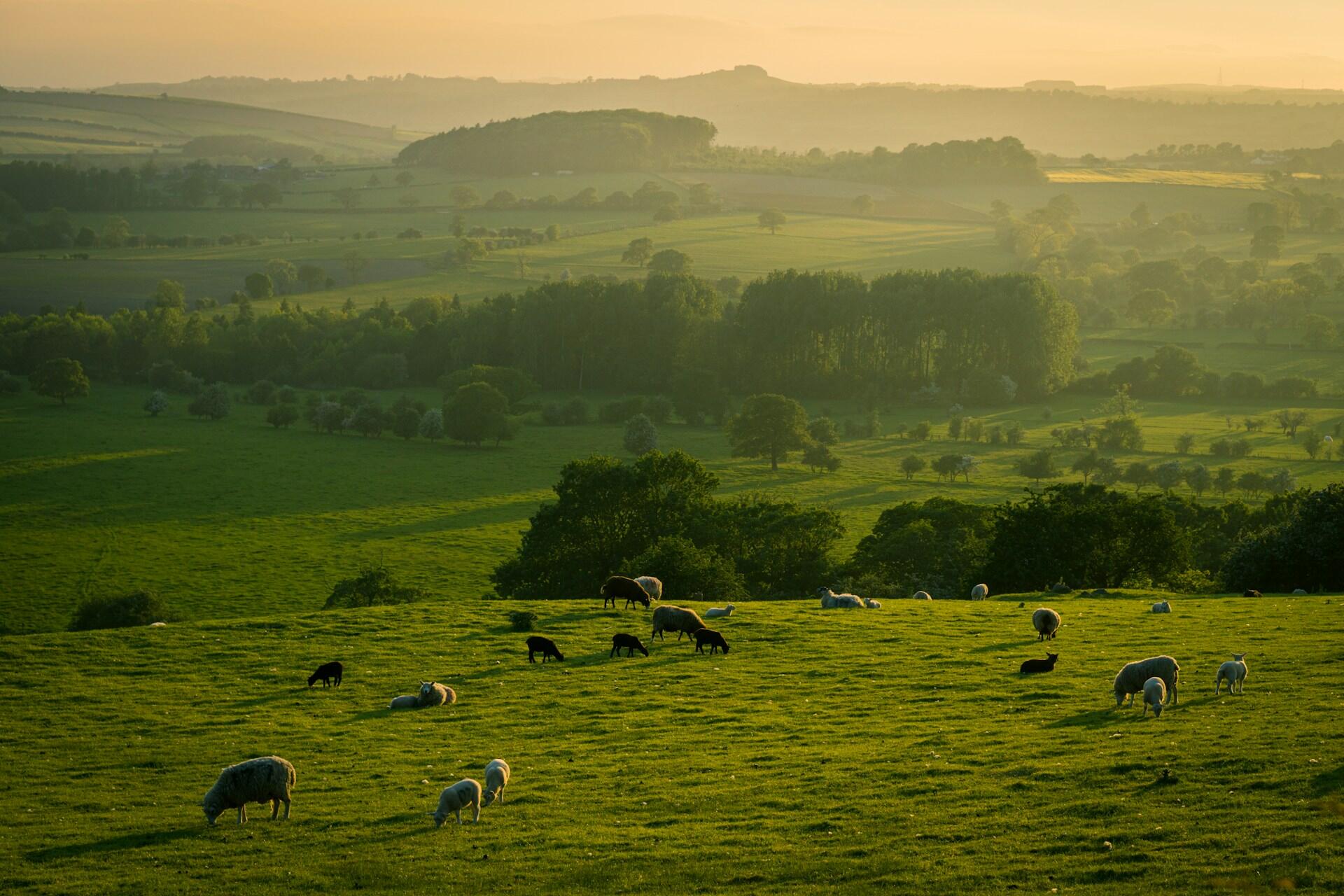 Landscape at dusk with rolling hills and lush green fields, dotted with sheep grazing peacefully under a warm golden light.