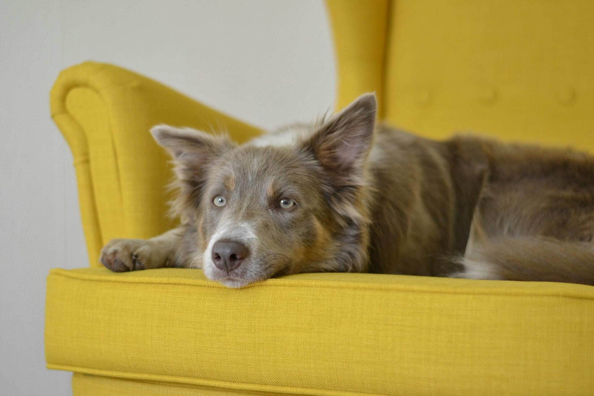 A grey and white dog on a yellow chair. 