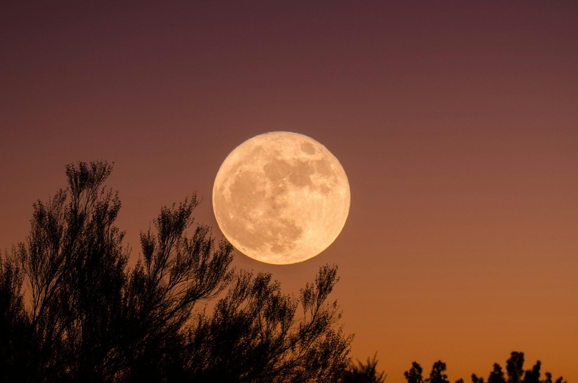 A large, glowing full moon hangs in a gradient sky with shades of orange and purple, silhouetted by dark tree branches below.