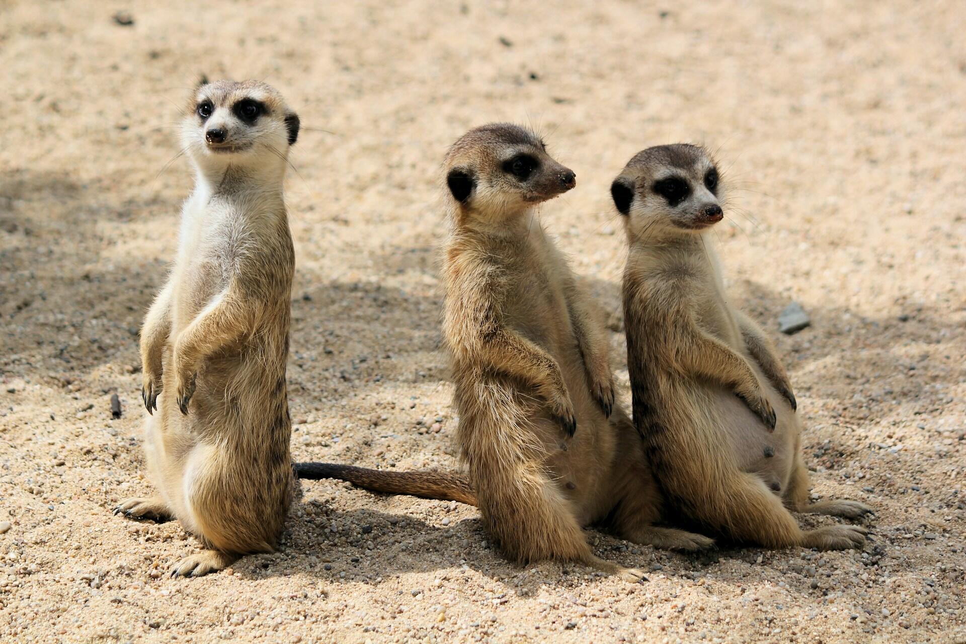 Three meerkats lounge in scrub on a sunny day.