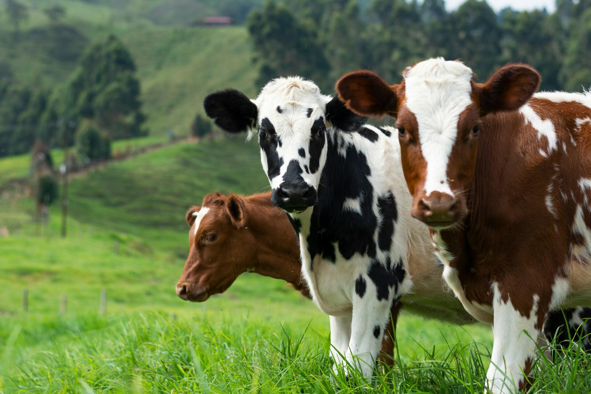 Three cows out to pasture on a cloudy day. 
