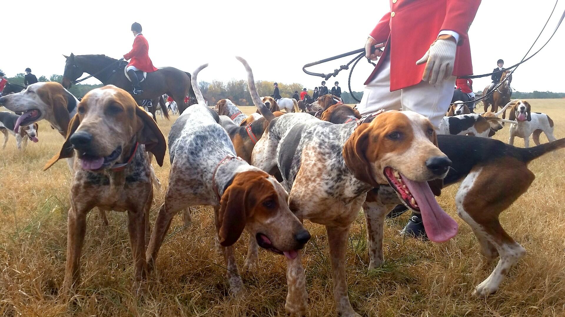 A group of hounds with hunters in a field.