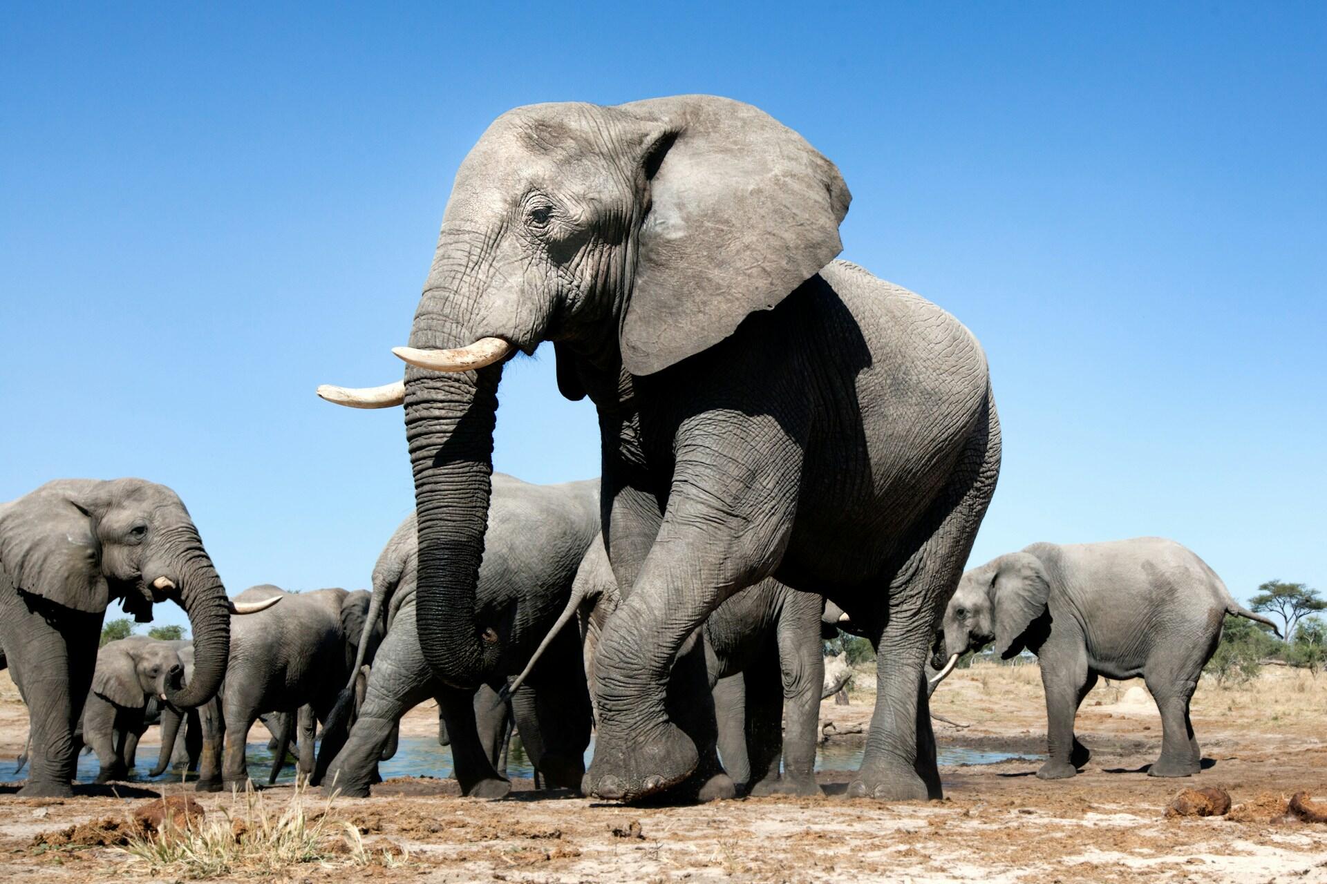 A herd of elephants by a watering hole on a sunny day. 
