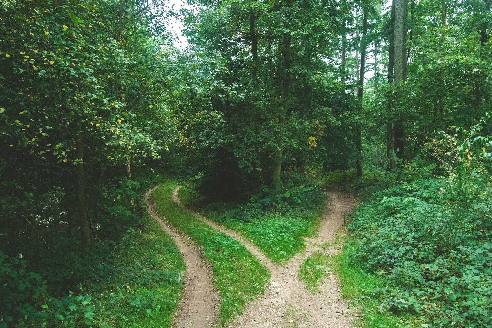 A woodland path splitting into two directions in a forest