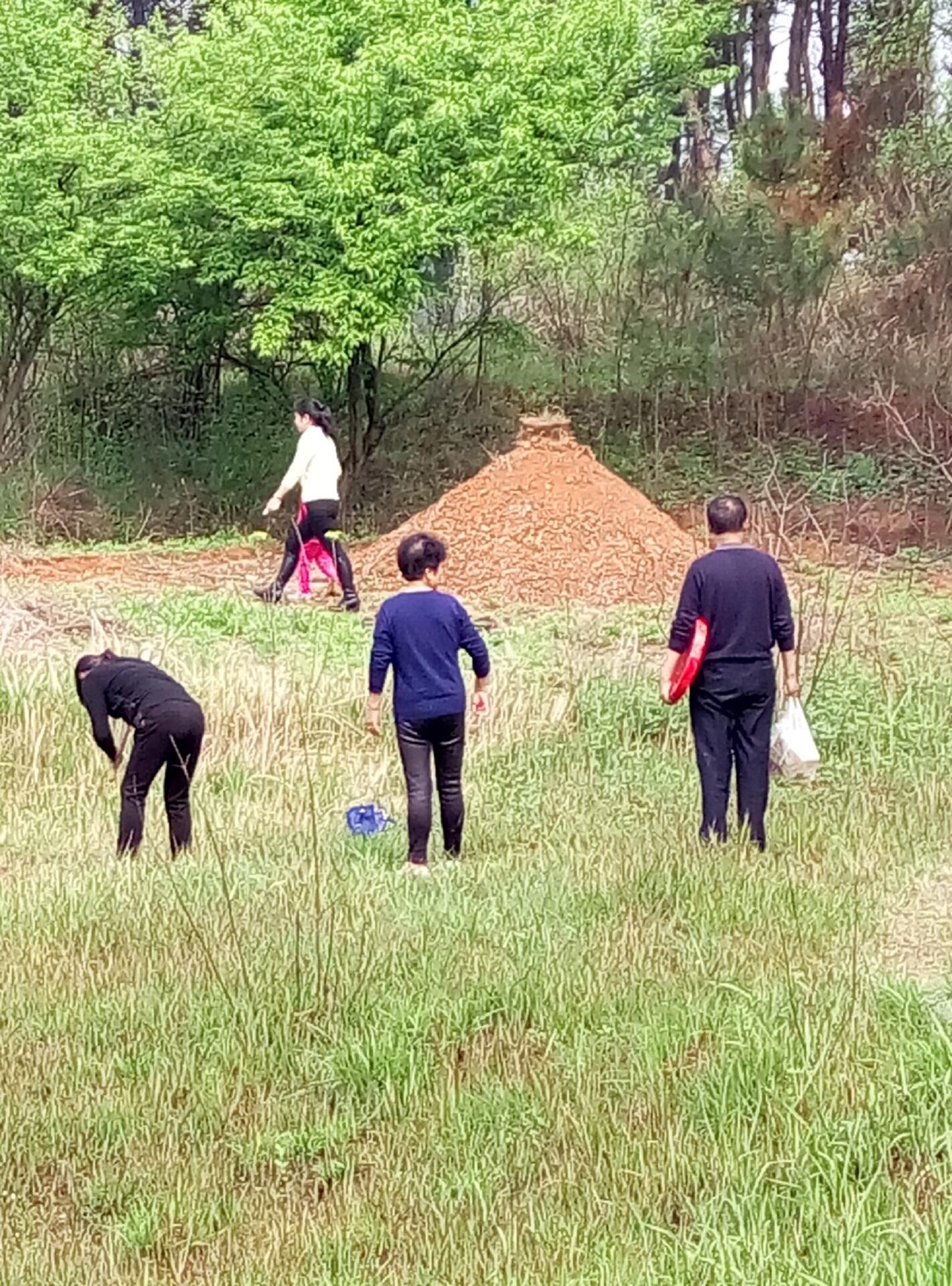 Four people are in a grassy field. One bends down, another walks nearby, and two stand facing away, near adirt burial mound and trees.