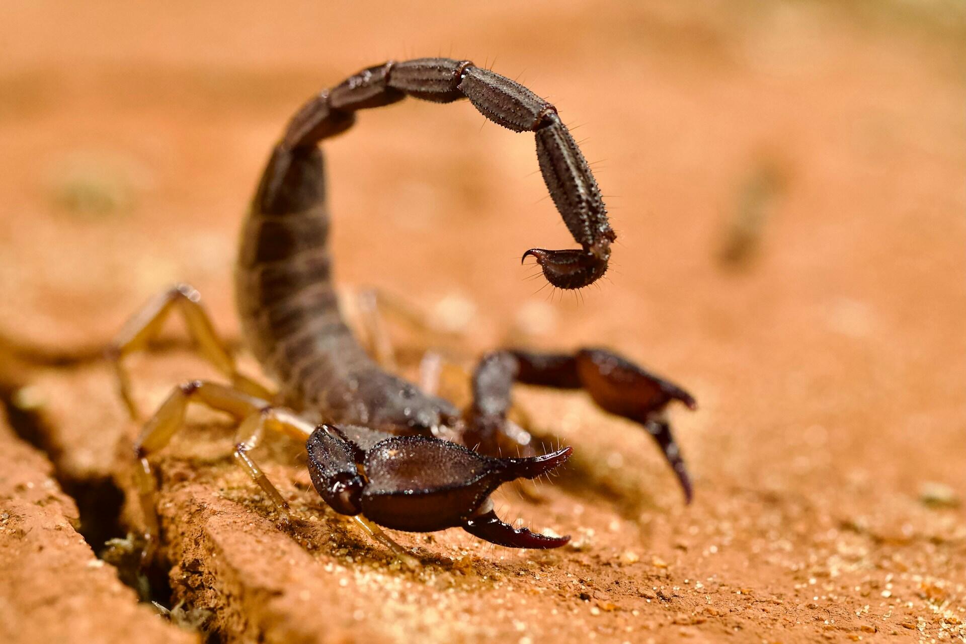 A black scorpion poised to strike on an orange sandy ground.