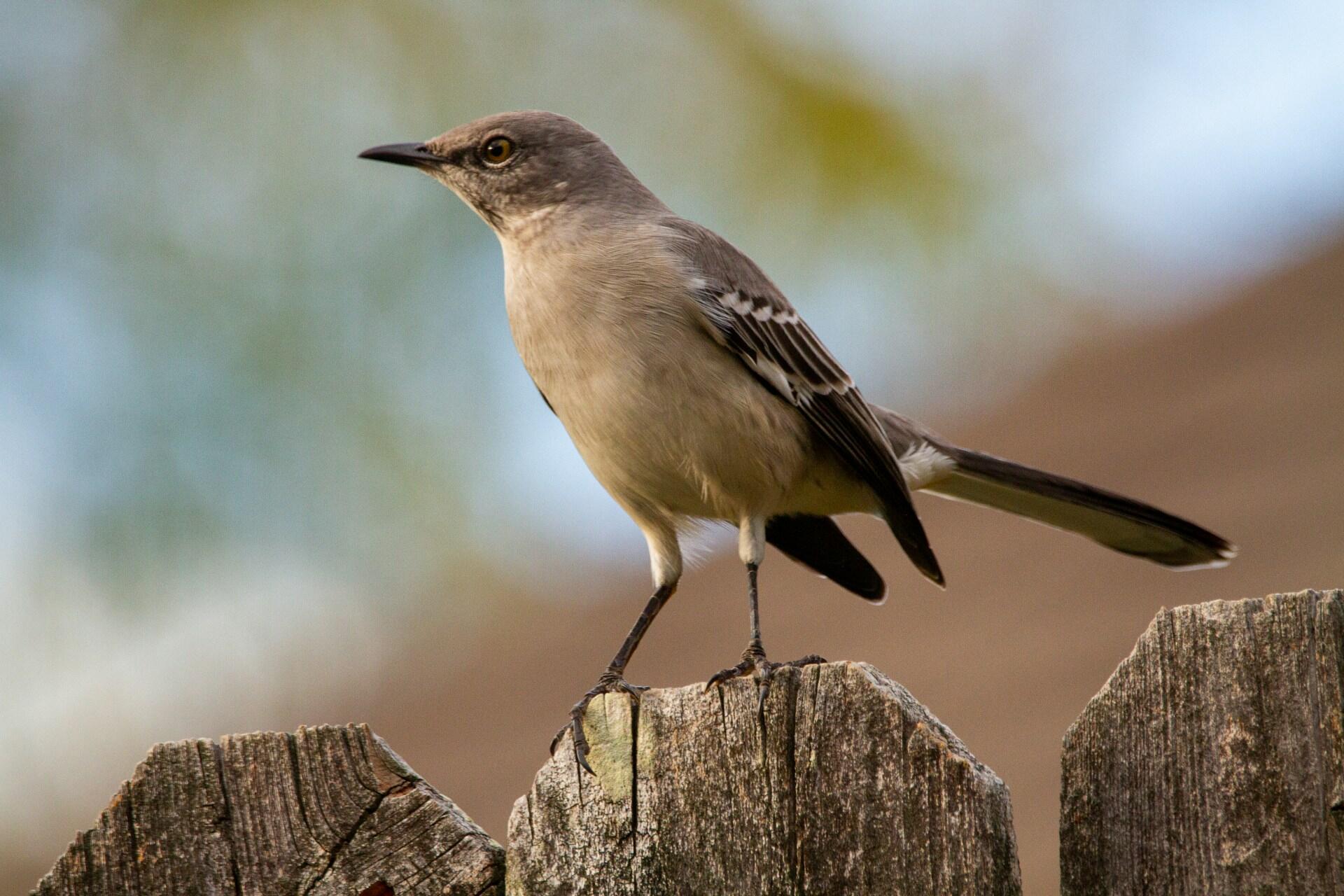 mockingbird sitting on a fence