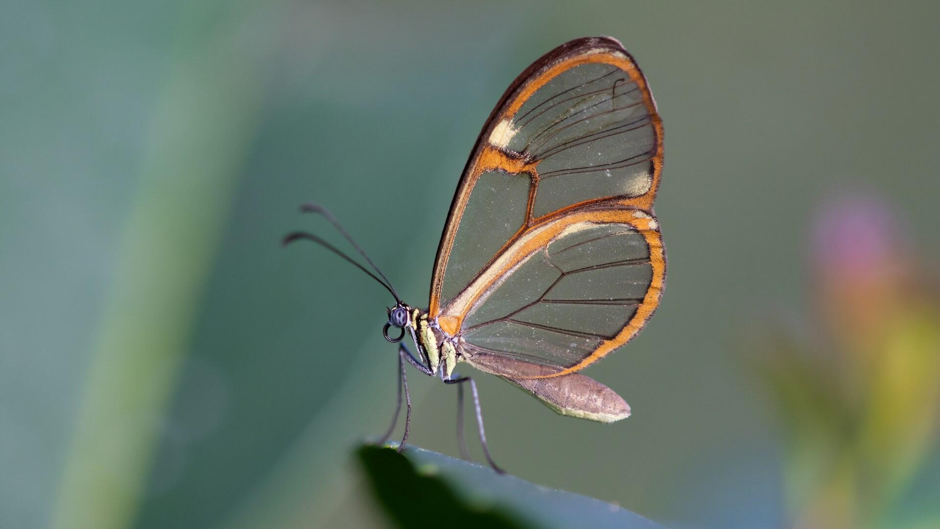 Leptir u prirodi
