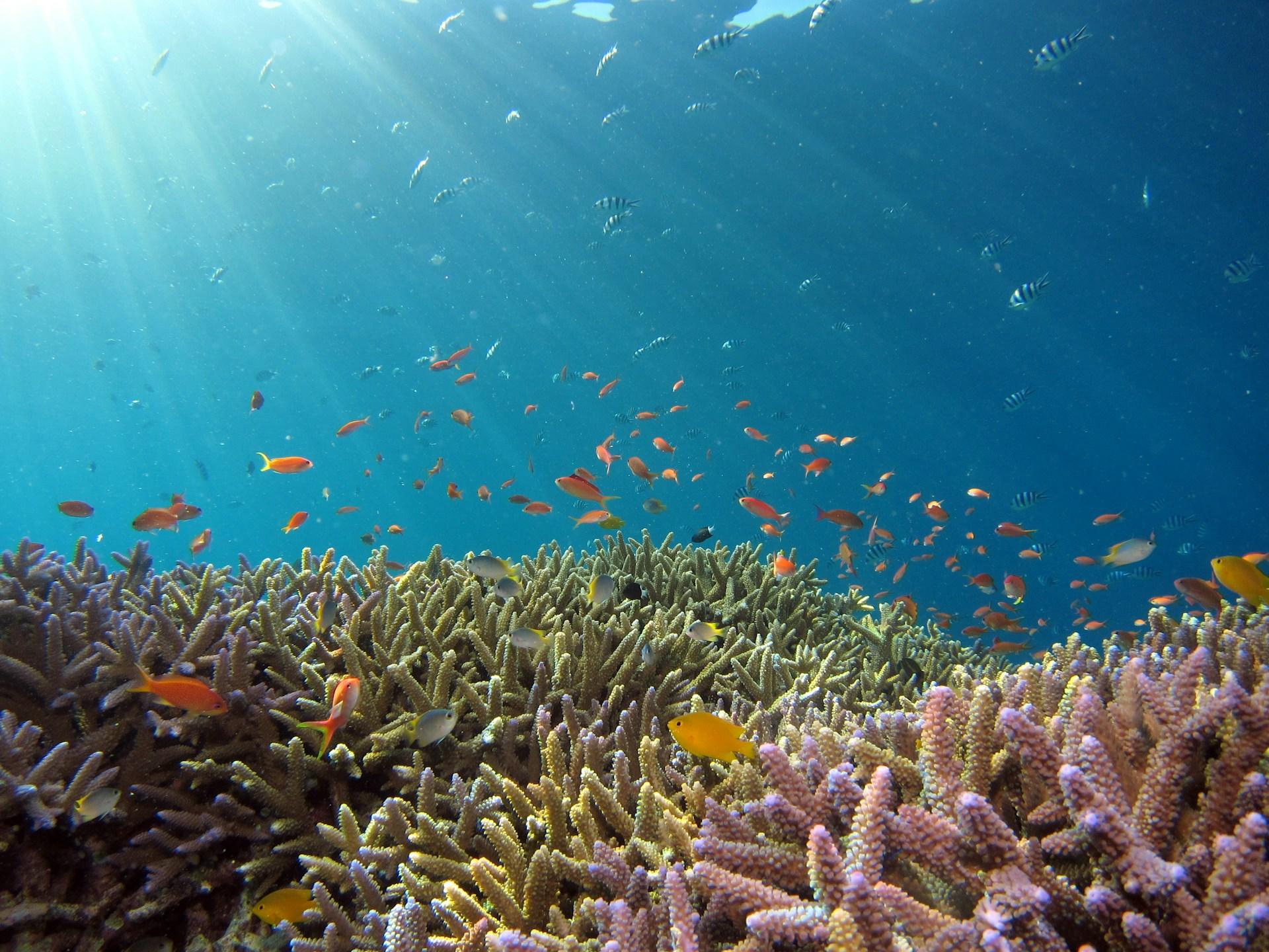 ocean-aljan-elovilag