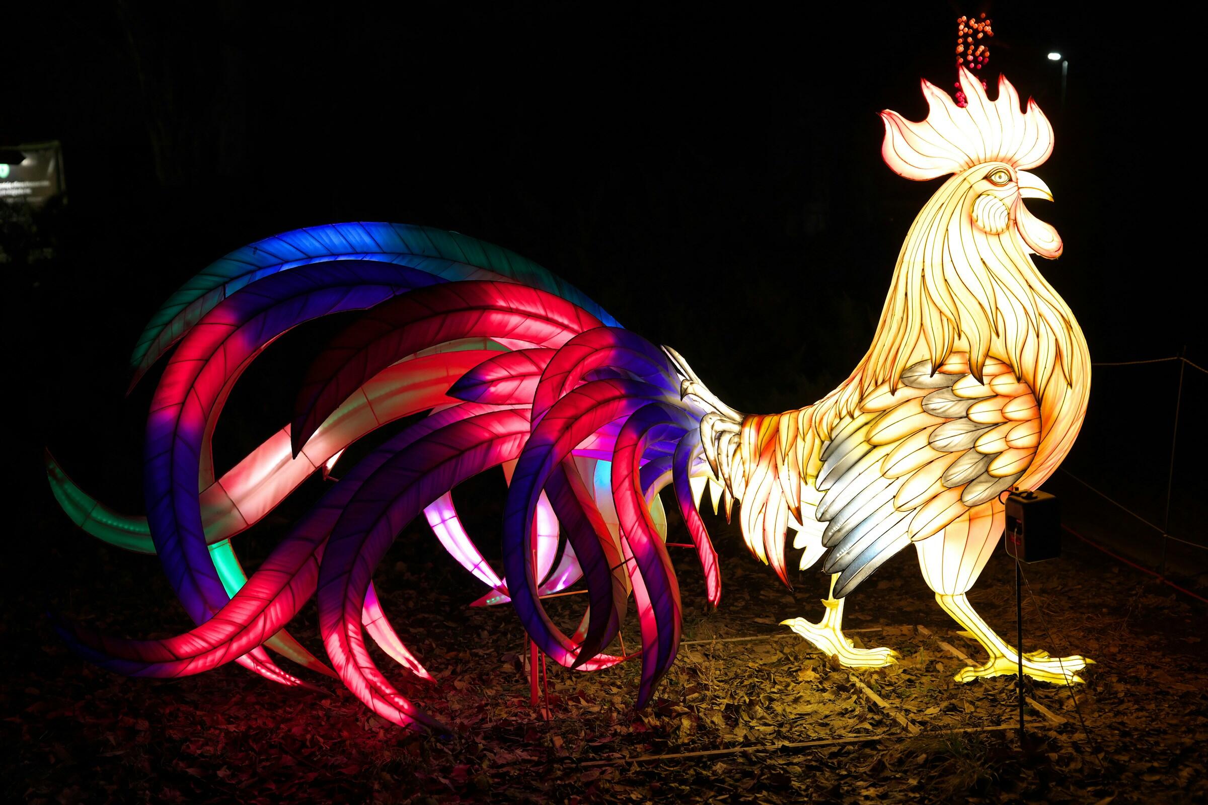 Kakas jegyűek tulajdonságai