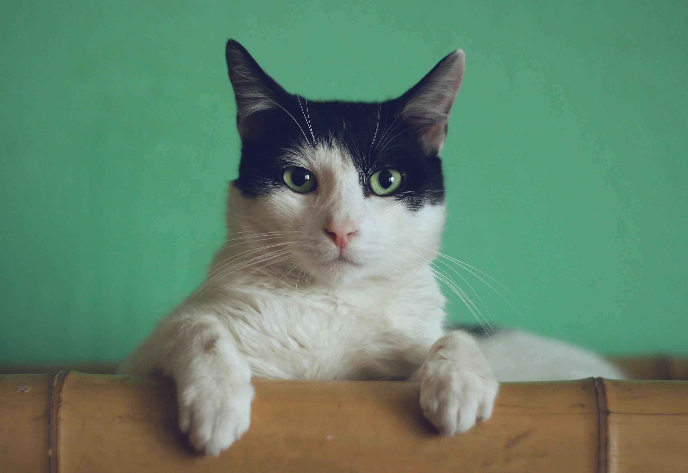 macska