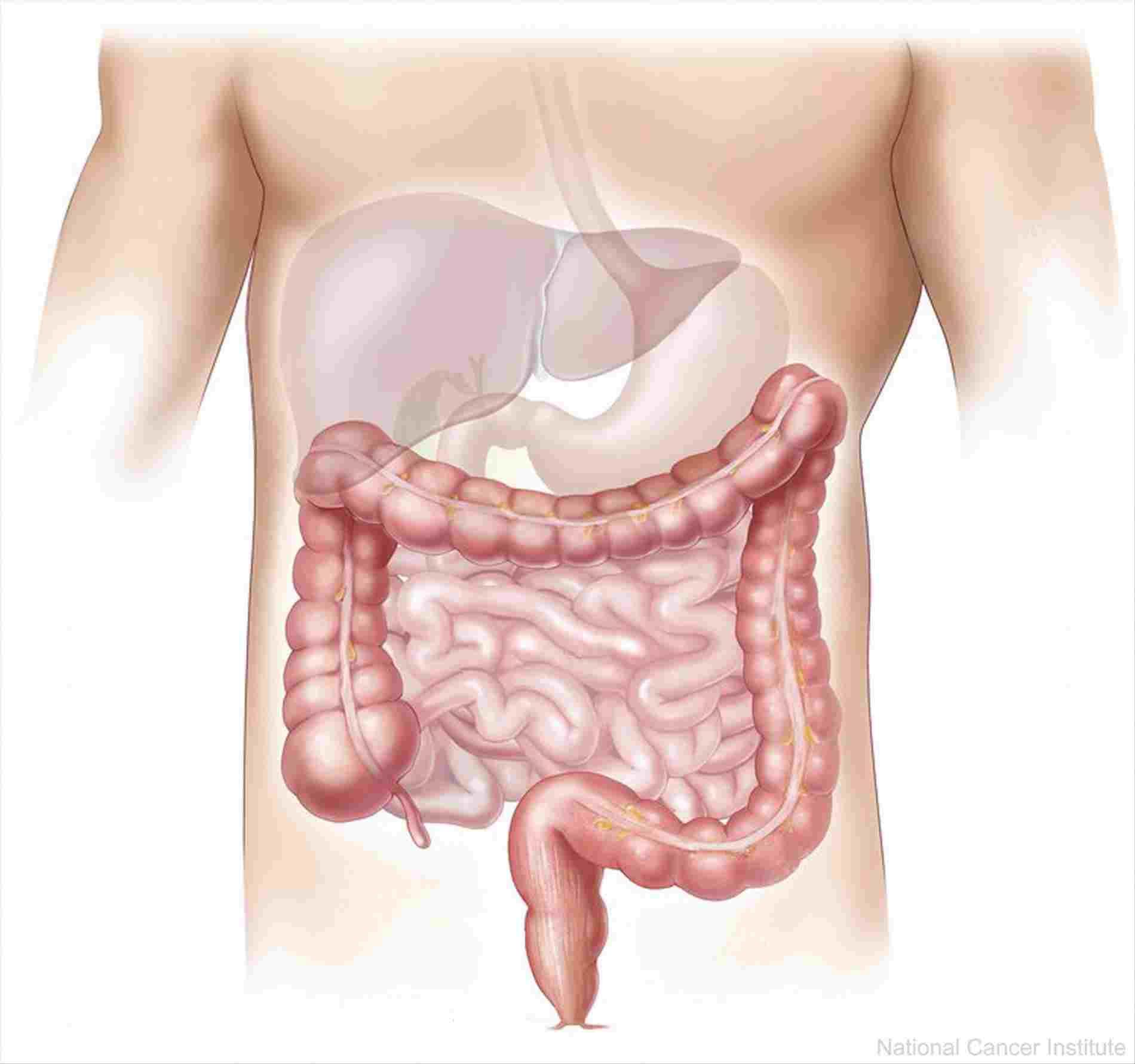 Hapir 90% lebih organ tubuh dilalui oleh jalur sistem pencernaan