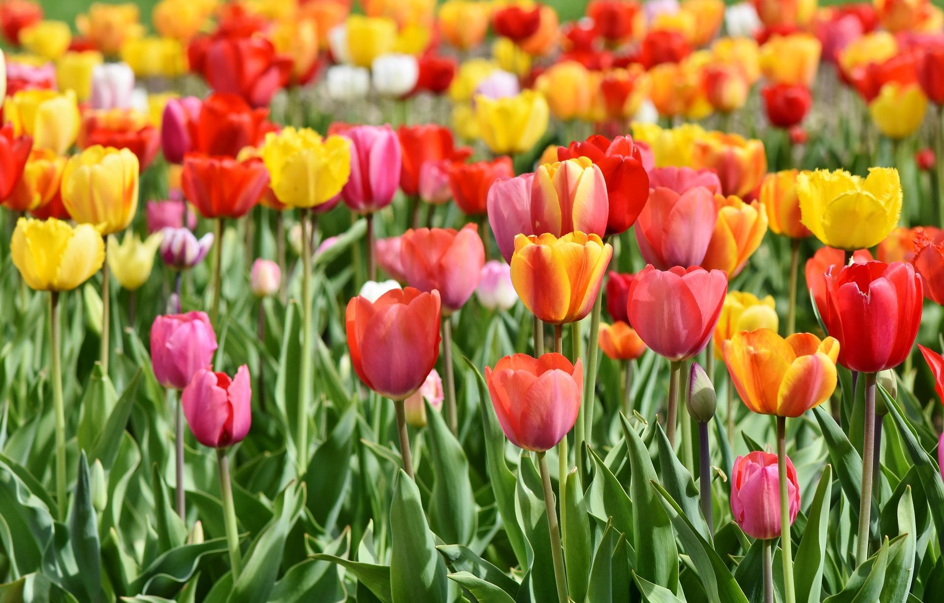 Keruntuhan keuangan kecil disebabkan Demam Tulip