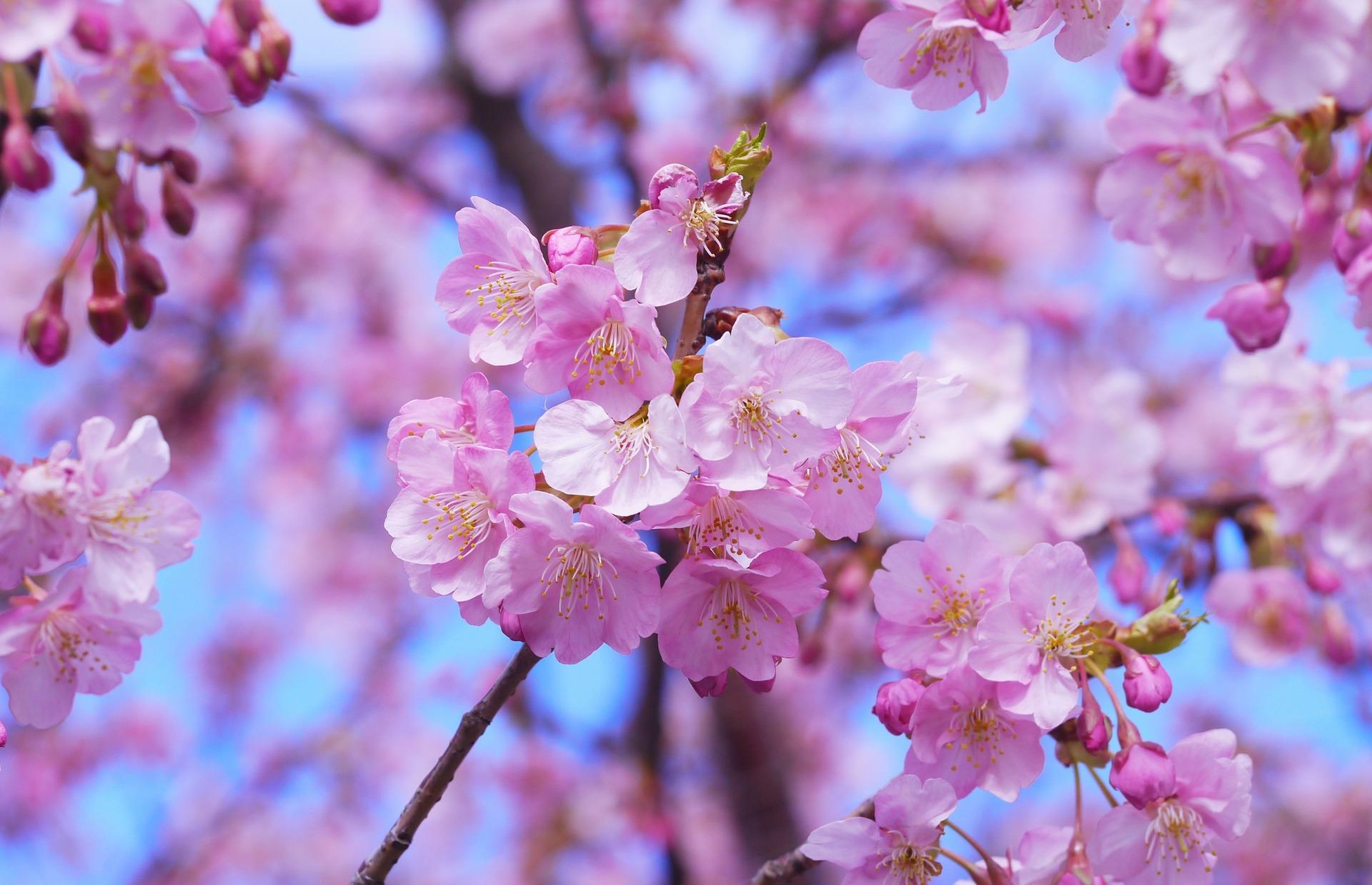 usahakan belajar kata-kata bahasa jepang sebelum ke jepang