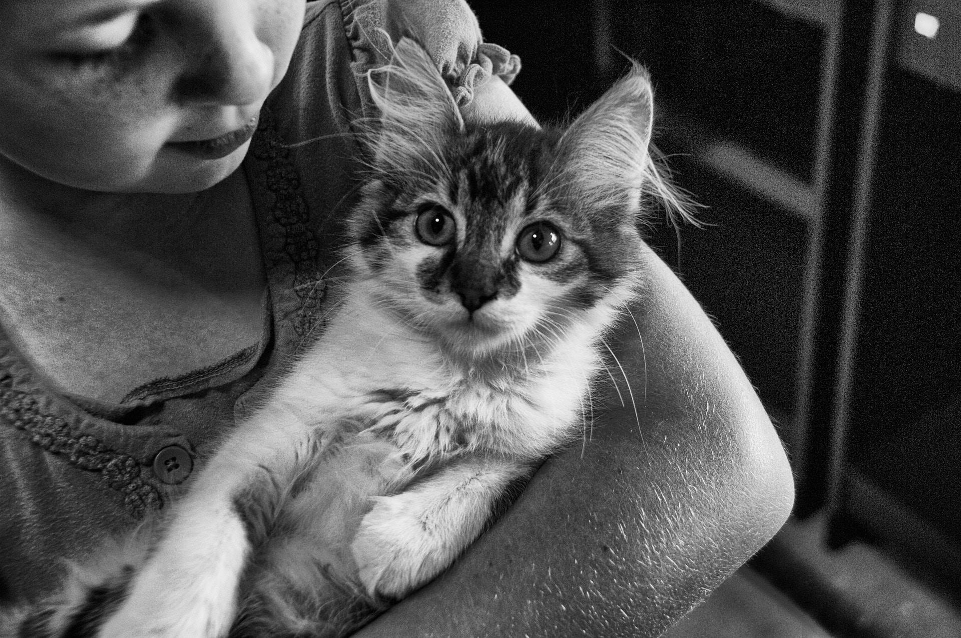 orang Belanda yang bodoh mengatakan 'Jadikan kucing itu bijaksana'