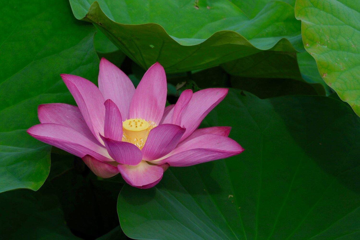 Langkah langkah lotus pose