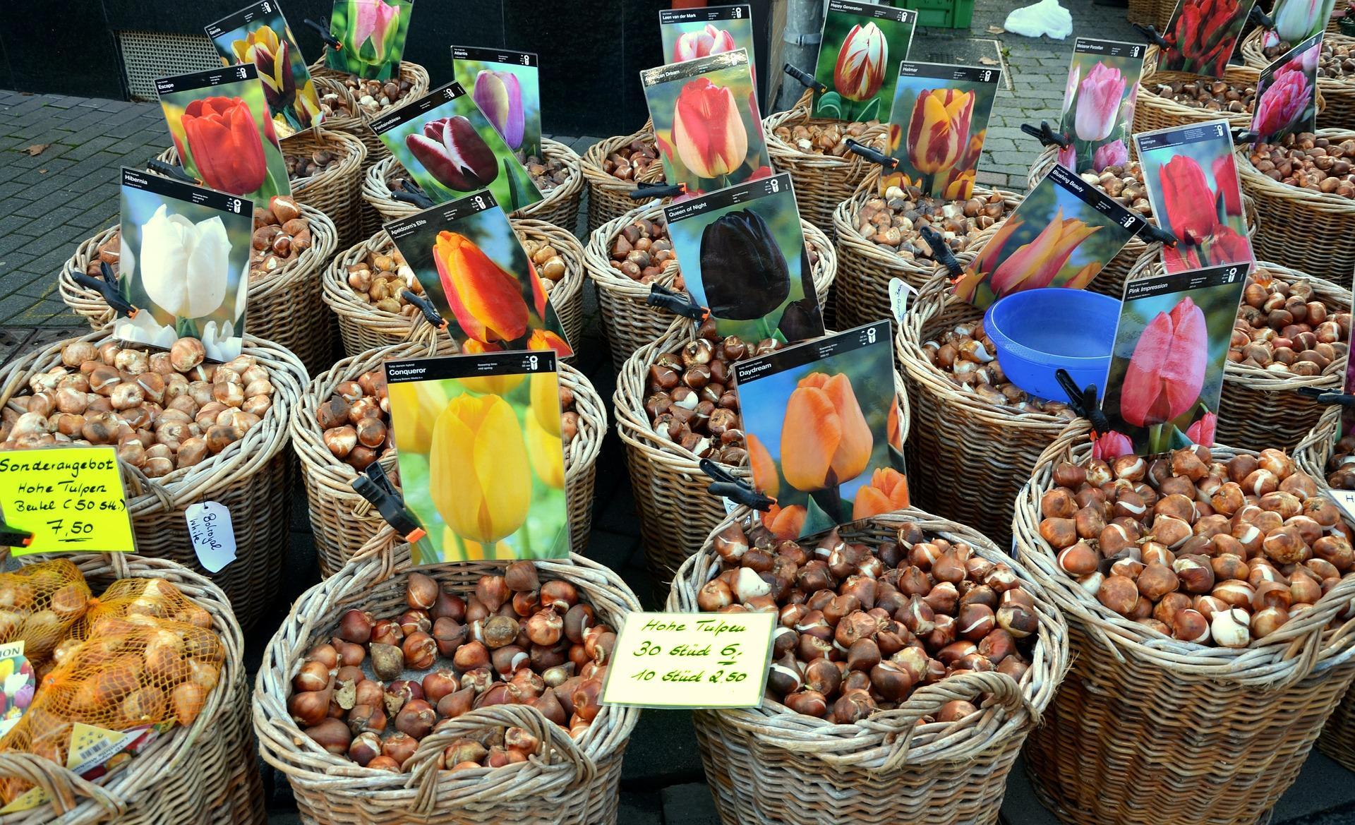 umbi tulip belanda banyak ditemui di pasar