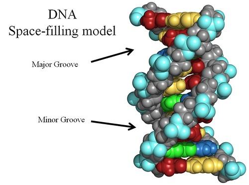 Ilmuan Kimiawan Alexander Fleming