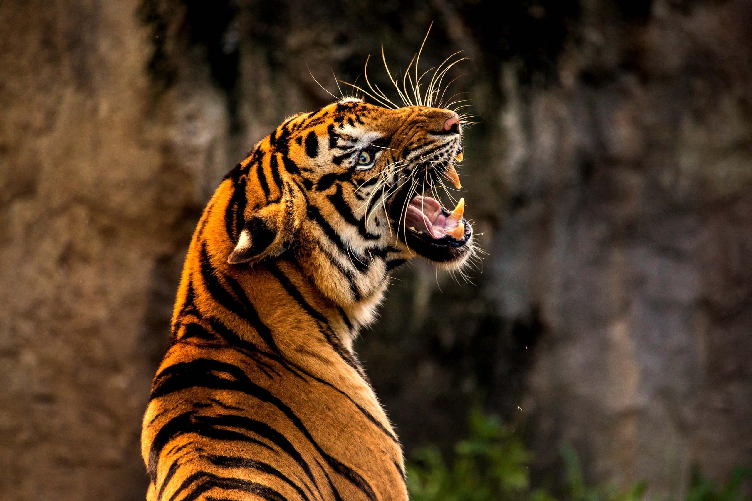 teknik melukis harimau