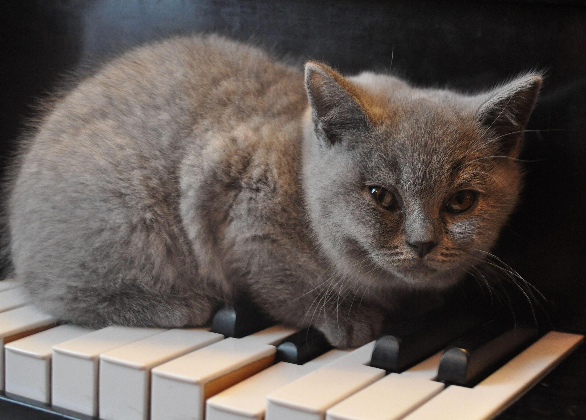kucing diatas piano