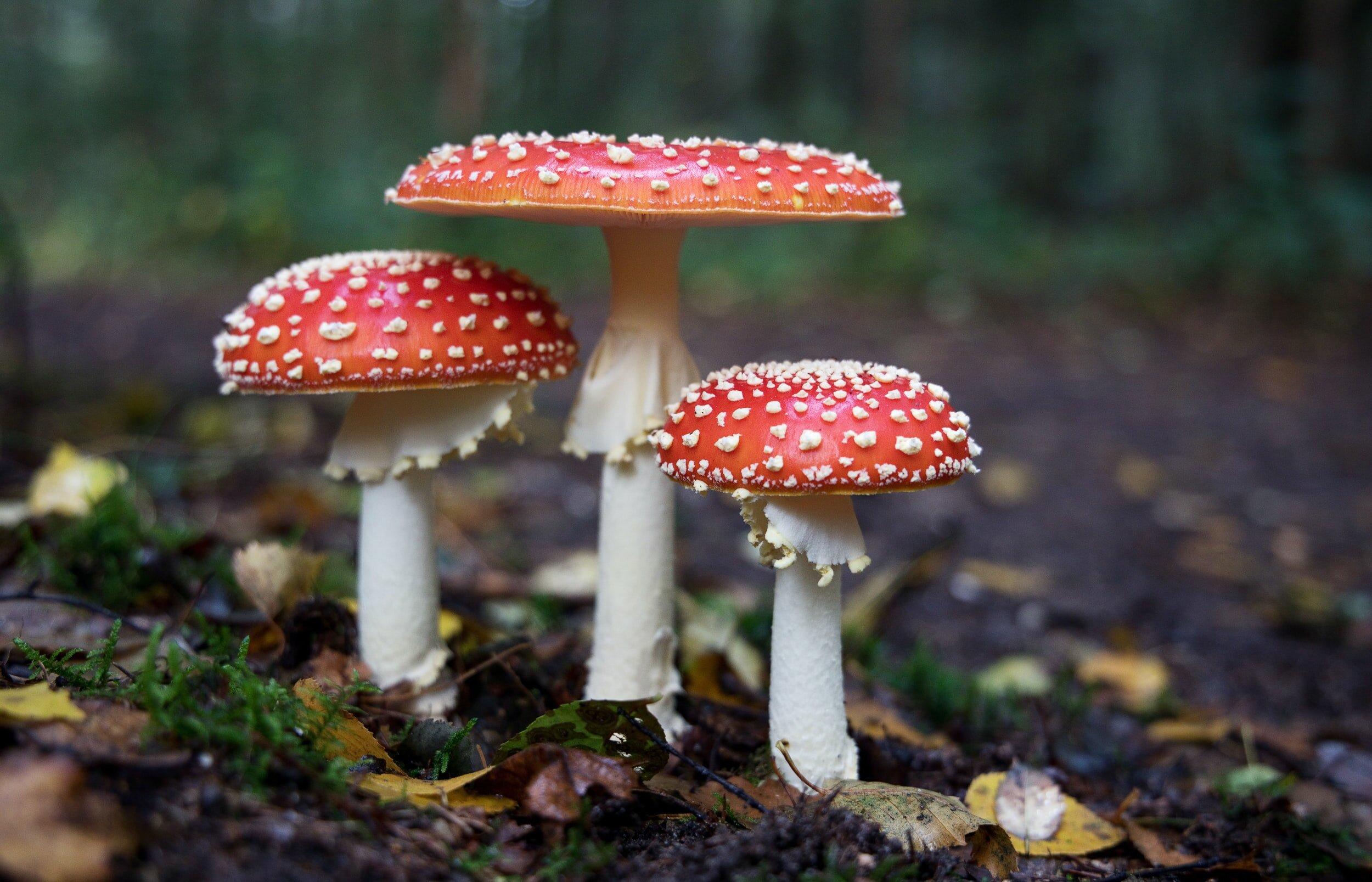 ciri jamur fly agaric