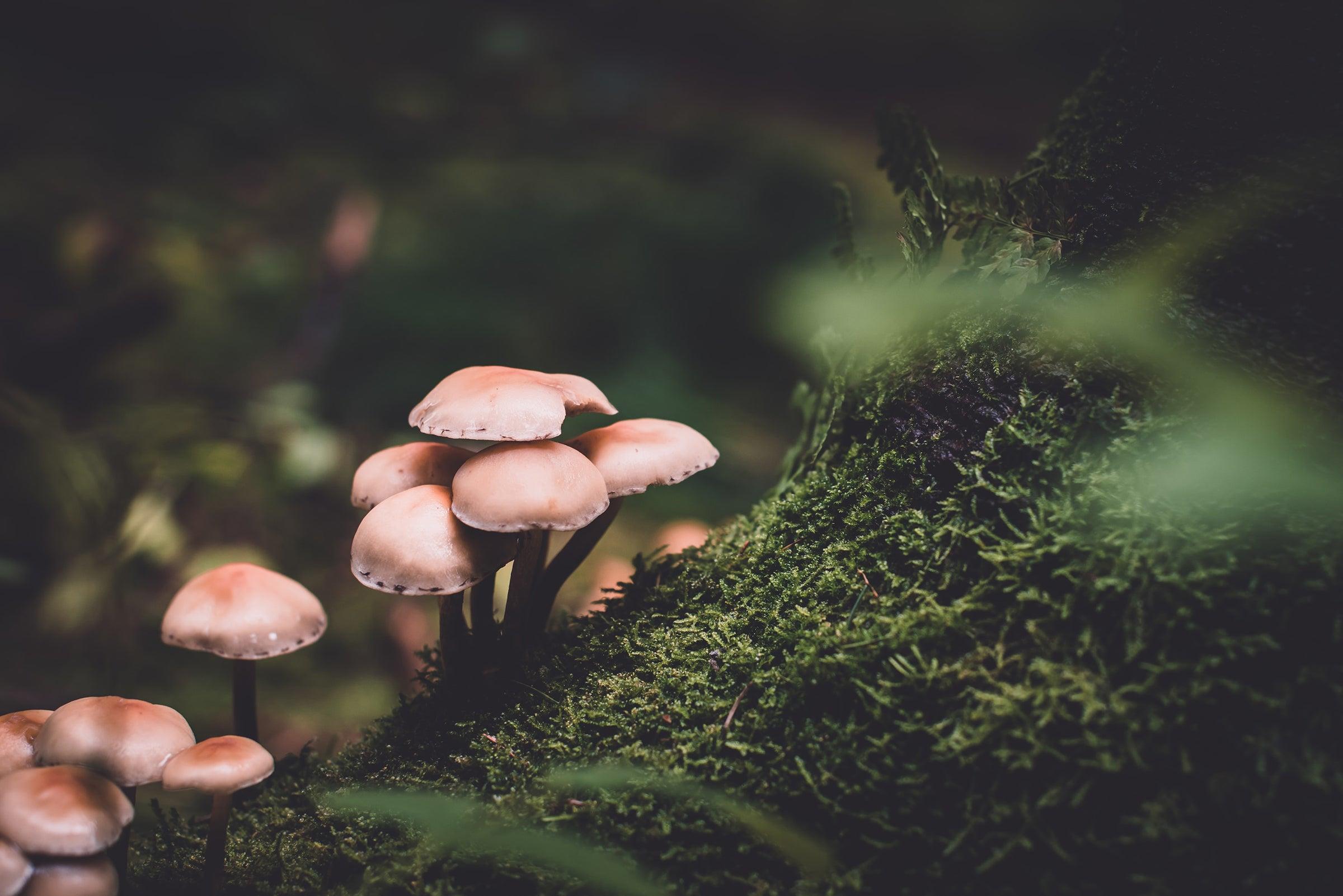 kingdom fungi