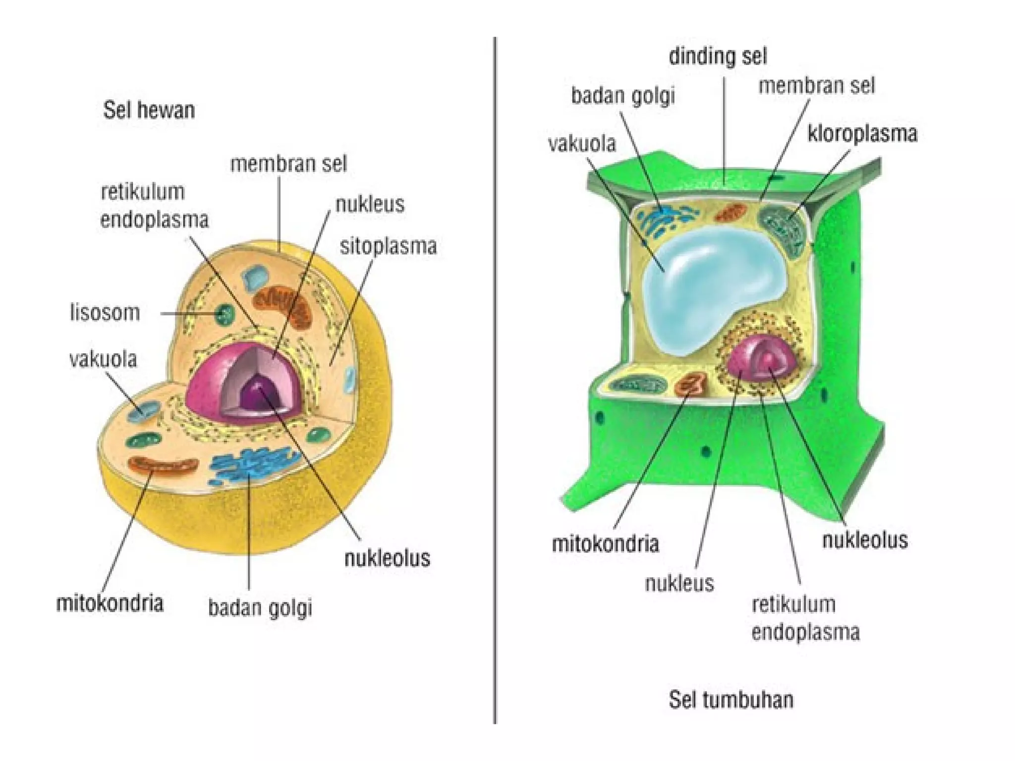 gambar sel tumbuhan