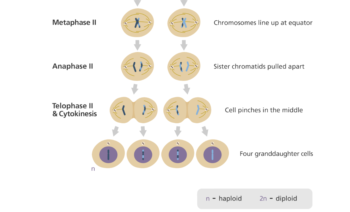 gambar pembelahan meiosis