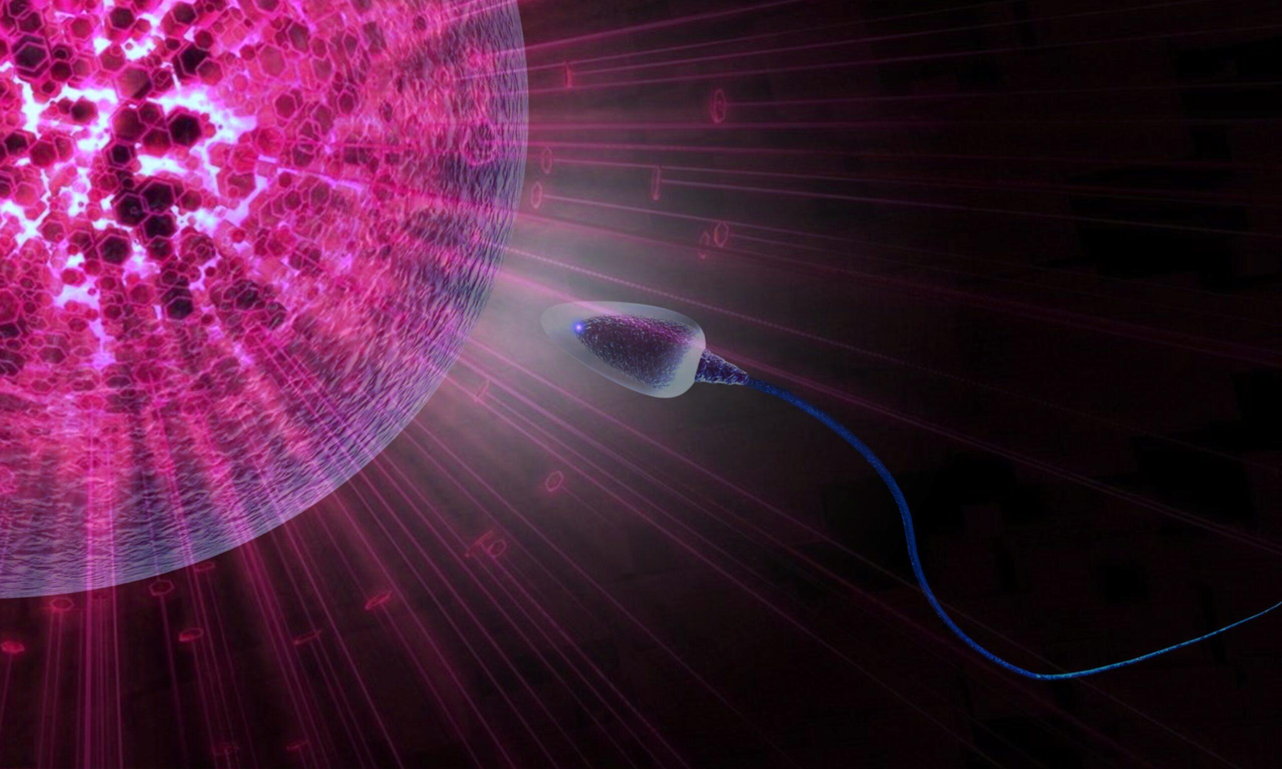 Organ-organ penyusun sistem reproduksi pada laki laki