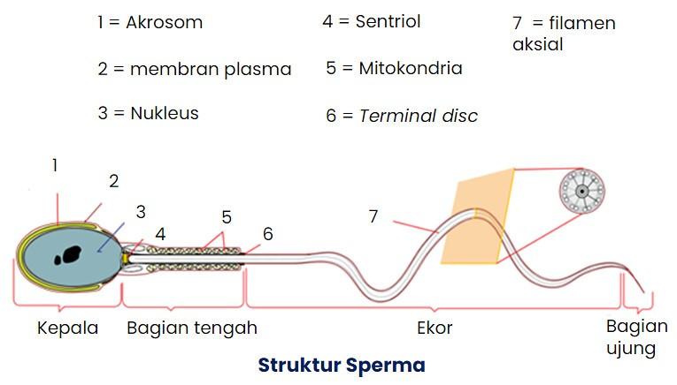 Mengidentifikasi organ organ penyusun sistem reproduksi pada laki laki