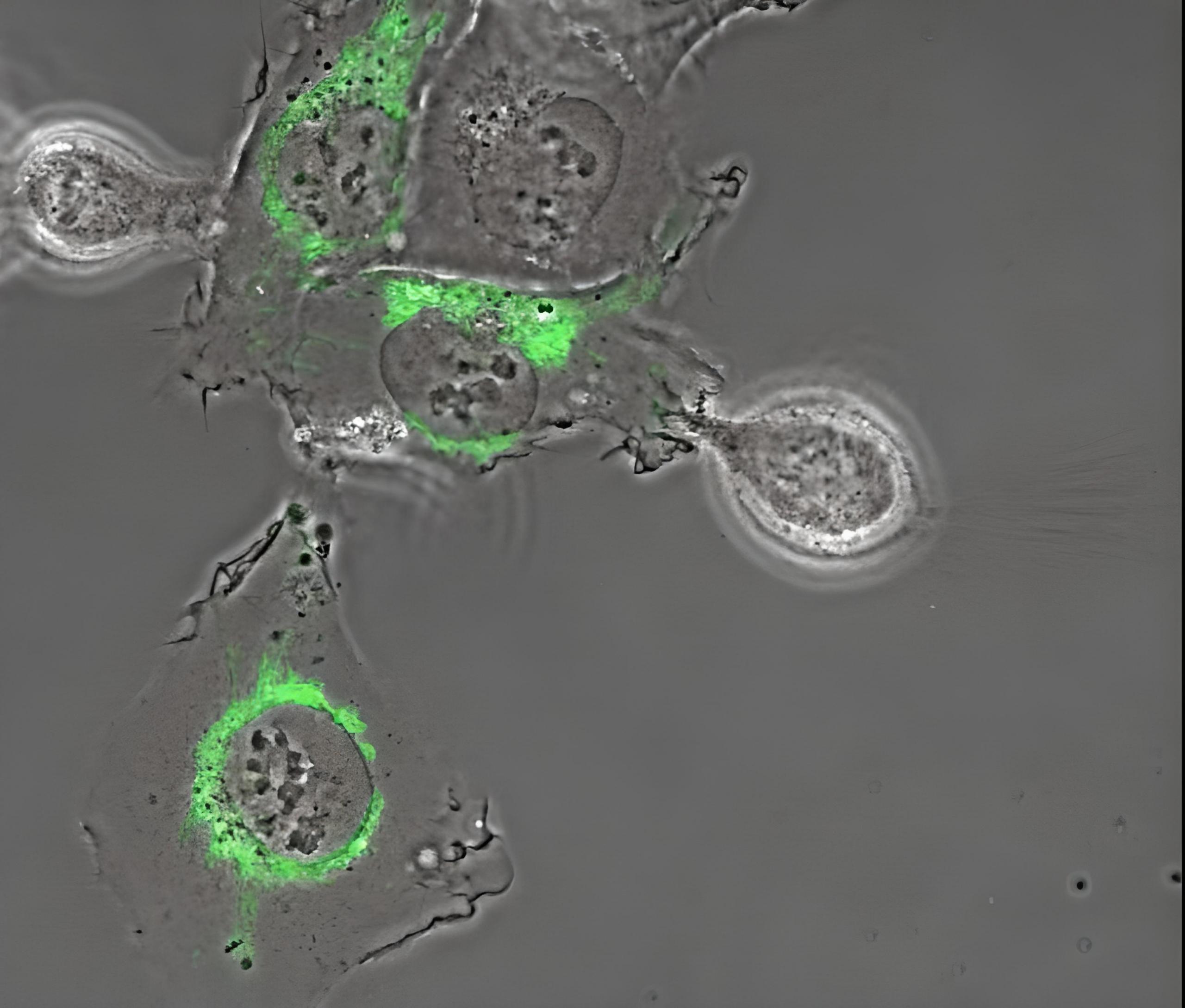 gambar mitosis dan mitokondria