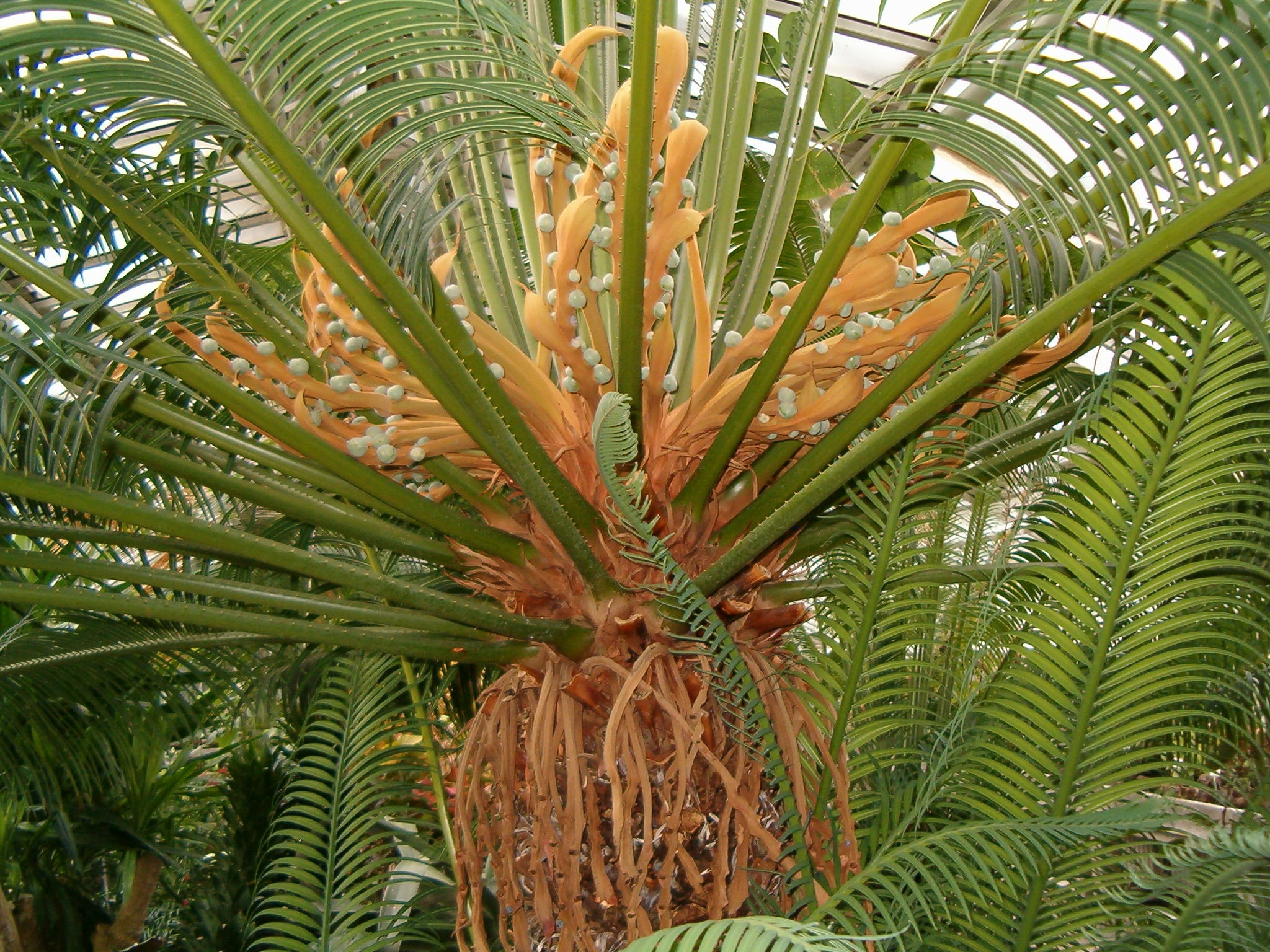 Klasifikasi Gymnospermae
